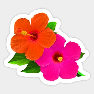 Hawaiian Hibiscus/Hot Pink/Orange Sticker